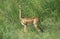 Gerenuk or Waller`s Gazelle, litocranius walleri, Female at Samburu Park in Kenya