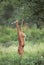 Gerenuk or Waller`s Gazelle, litocranius walleri, Female standing on Hind Legs, Eating Acacias`s Leaves, Samburu Park in Kenya