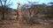 Gerenuk or Waller`s Gazelle, litocranius walleri, Female standing on Hind Legs, Eating Acacias`s Leaves, Samburu Park in Kenya, Re