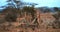 Gerenuk or Waller`s Gazelle, litocranius walleri, Female standing on Hind Legs, Eating Acacias`s Leaves, Samburu Park in Kenya, Re