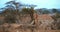 Gerenuk or Waller`s Gazelle, litocranius walleri, Female standing on Hind Legs, Eating Acacias`s Leaves, Samburu Park in Kenya, Re