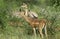 Gerenuk or Waller`s Gazelle, litocranius walleri, Females, Samburu Park in Kenya