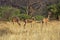 Gerenuk or Waller`s Gazelle, litocranius walleri, Group of Males, Samburu Parc in Kenya