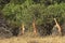 Gerenuk or Waller`s Gazelle, litocranius walleri, Group standing on Hind Legs, Eating Leaves, Samburu Parc in Kenya