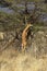 Gerenuk or Waller`s Gazelle, litocranius walleri, Male eating Leaves, standing on its Hind Legs, Samburu Park in Kenya