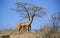 Gerenuk or Waller`s Gazelle, litocranius walleri, Male, Samburu Park in Kenya