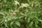 The germ of an Apple on a branch on a background of blurred Bush