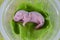 Germ Rat baby without hair, newborn. on a bright green leaf of a