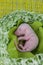 Germ Rat baby without hair, newborn. on a bright green leaf of a tree. 2020 Chinese calendar. Asian New Year. vertical sheet