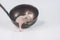 Germ Rat baby without hair, newborn little mouse with pink fur in