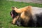 German adult shepherd. The dog plays on a green lawn. Photo taken close up