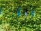 German architecture. House in Bavaria. Blue shutters. Ivy on the wall. Green markers on the building. A beautiful wall. Green vege