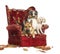 German and Australian Shepherd and Poodle on destroyed armchair