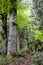 German bavarian forest