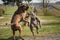 german boxer dog playing with old English bulldog