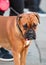 German Boxer dog standing on street close-up portrait