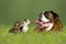 German boxer dog with two little kittens