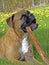 German Boxer lying in grass. chewing stick, closeup