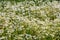 German chamomile flowering in the field