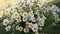 German chamomile flowers