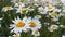 German chamomile flowers