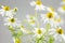 German chamomile flowers