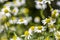 German chamomile flowers