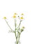 German chamomile (Matricaria chamomilla)