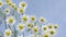 German chamomile under sky