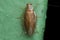 German cockroach Blattella germanica Ectobidae
