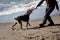 German cop is short haired hunting dog breed. Human plays with dog in stick on beach. Charming brown shorthaired pointer with