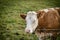 German cow closeup portrait grazing in Bavaria