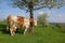 German dairy cow and blooming cherry tree