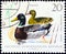 GERMAN DEMOCRATIC REPUBLIC - CIRCA 1968: A stamp printed in Germany shows Mallards Anas platyrhynchos, circa 1968.