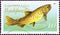 GERMAN DEMOCRATIC REPUBLIC - CIRCA 1987: A stamp printed in Germany shows a Brown trout Salmo trutta, circa 1987.