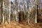 German dense wild foret with harmonic structure of trees in indian summer colors