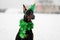 german doberman pincher winter holidays portrait with green Christmas tree background