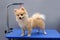 German dog Spitz on a grooming table fixed by a ring from falling