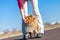 German dog trainer works with a sheetland sheepdog