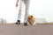 German dog trainer works with a sheetland sheepdog