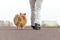 German dog trainer works with a sheetland sheepdog