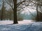 German Forest with snow and trees with still atmosphere Munich,