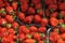 German grown strawberry market in Copenhagen DenMark