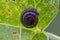 German hairy snail on leaf