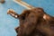 German harriei dog breed with chronic dermatitis
