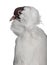 German helmet with feathered feet pigeon in front of white background