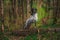 German hunting dog posing in the colorful spring scenery