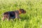 German hunting drathaar, close- up, portrait of a dog in a stand in the grass