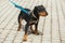 German hunting terrier walking on leash in sunny street, homeless dog