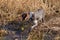 German hunting watchdog drathaar, Beautiful dog portrait
